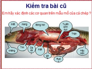 Bài giảng Sinh học Lớp 7 - Bài 31: Cấu tạo trong của cá chép
