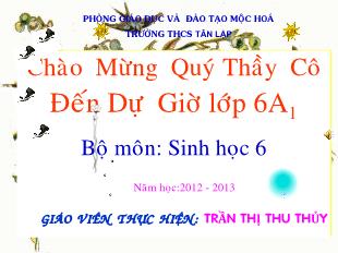 Bài giảng Sinh học Lớp 6 - Bài 16: Thân to ra do đâu - Năm học 2012-2013 - Trần Thị Thu Thủy
