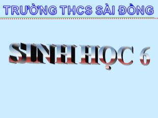 Bài giảng Sinh học 6 - Bài 43: Khái niệm sơ lược về phân loại thực vật - Trường THCS Sài Đồng
