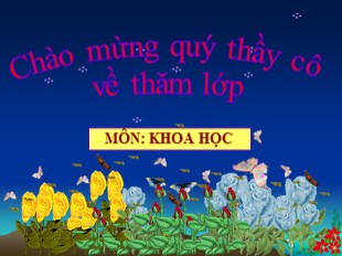 Bài giảng Khoa học 5 - Tuần 29: Sự sinh sản và nuôi con của chim