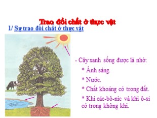 Bài giảng Khoa học Lớp 4 - Bài 61: Trao đổi chất ở thực vật