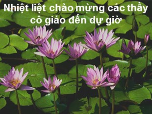 Bài giảng Tập đọc Lớp 1 - Bài: Cái Bống - Năm học 2011-2012