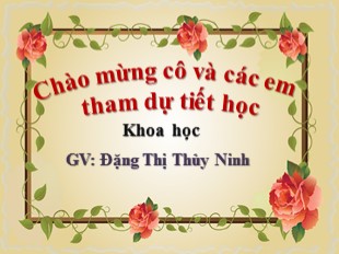 Bài giảng Khoa học Lớp 5 - Bài 29: Cây con mọc lên từ một số bộ phận của cây mẹ - Đặng Thị Thùy Ninh