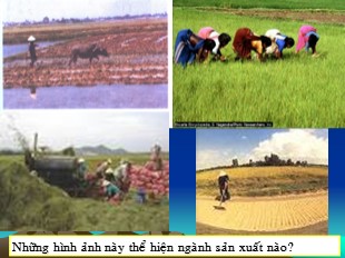 Bài giảng Địa lí 10 Bài 30: Một số hình thức chủ yếu của tổ chức lãnh thổ nông nghiệp - Nguyễn Hùng Minh