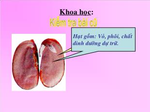 Bài giảng Khoa học Lớp 5 - Bài: Cây con có thể mọc lên từ một số bộ phận của cây mẹ