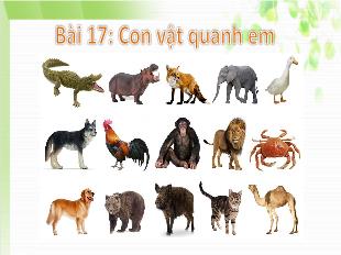 Bài giảng Tự nhiên và xã hội Lớp 1 - Bài 17: Con vật quanh em