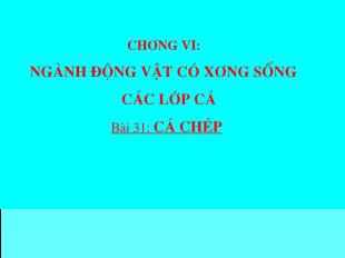 Bài giảng Sinh học 7 - Chương VI: Ngành động vật có xương sống các lớp cá - Bài 31: Cá chép