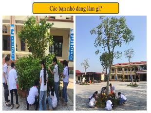 Bài giảng Stem Công nghệ 4 - Bài: Chậu cây thân thiên với môi trường